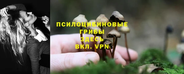 прущие грибы Костерёво